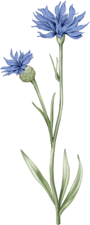 Wild flower