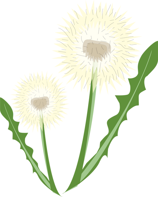 Dandelion Flower Illustration