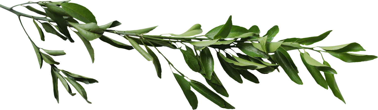 Lemon Leaves on Stem