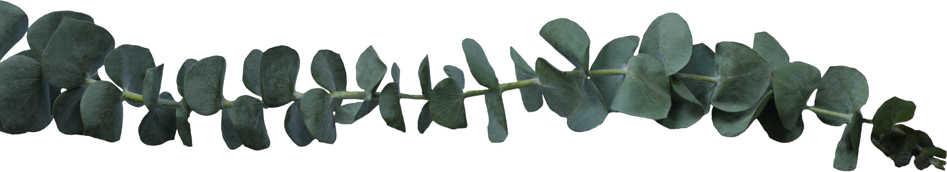 Silver Dollar Eucalyptus Leaves on Stem