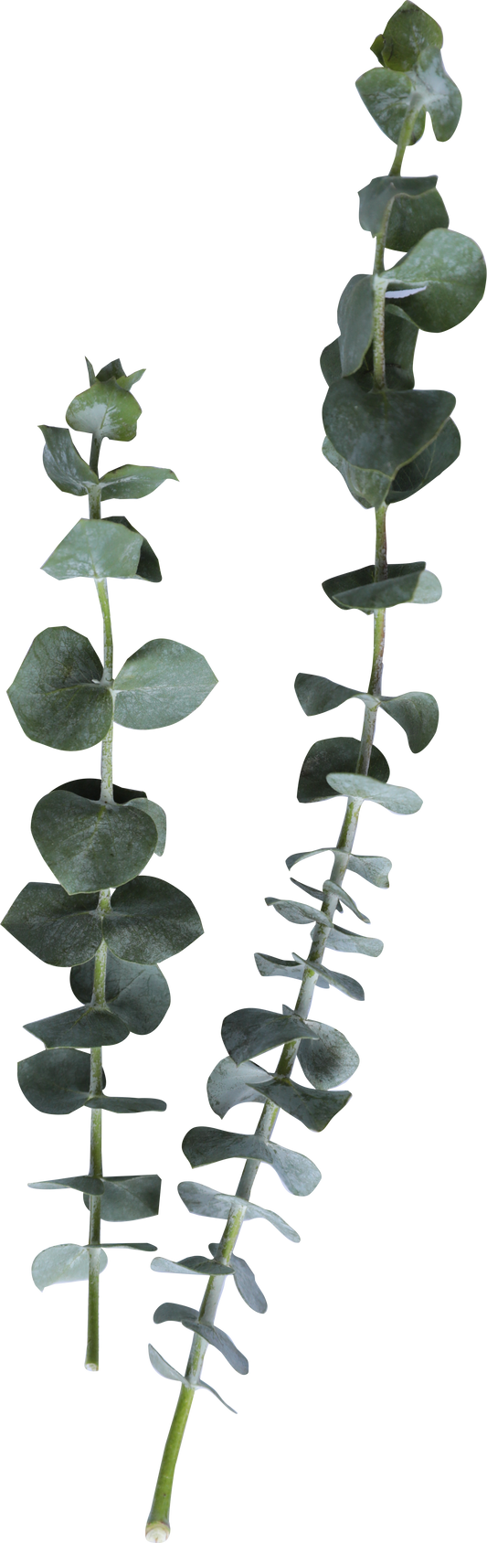 Silver Dollar Eucalyptus Leaves