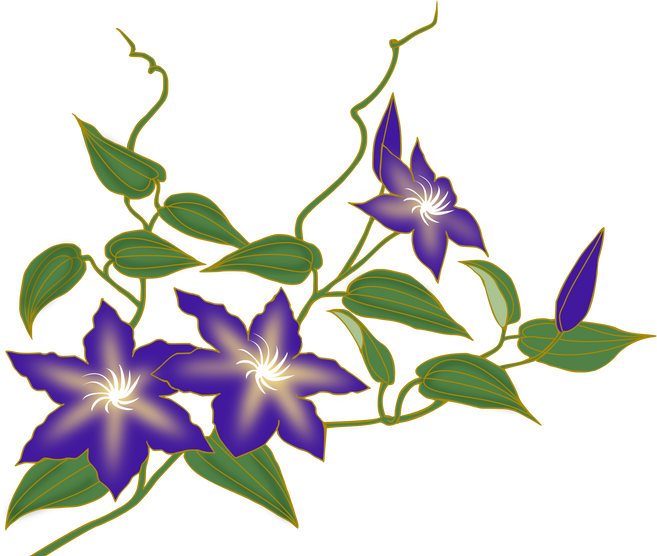Clematis Flowers Illustration 