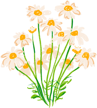 Colored Pencil Freehand Chamomile Flowers