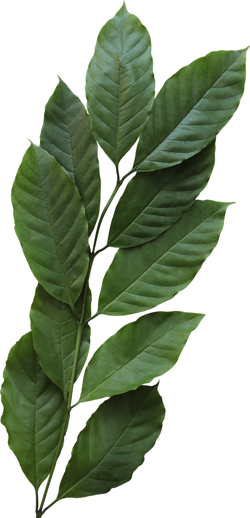 Coffee Leaves with Stem