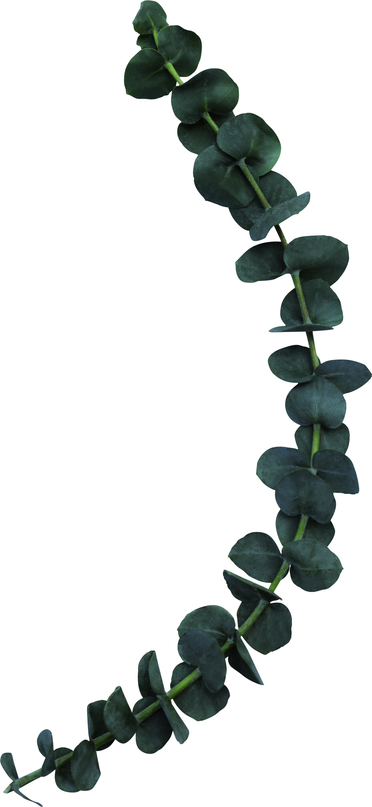 Silver Dollar Eucalyptus Leaves