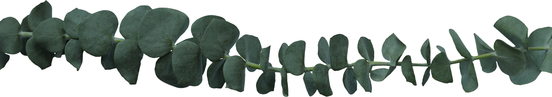 Silver Dollar Eucalyptus Leaves on Stem