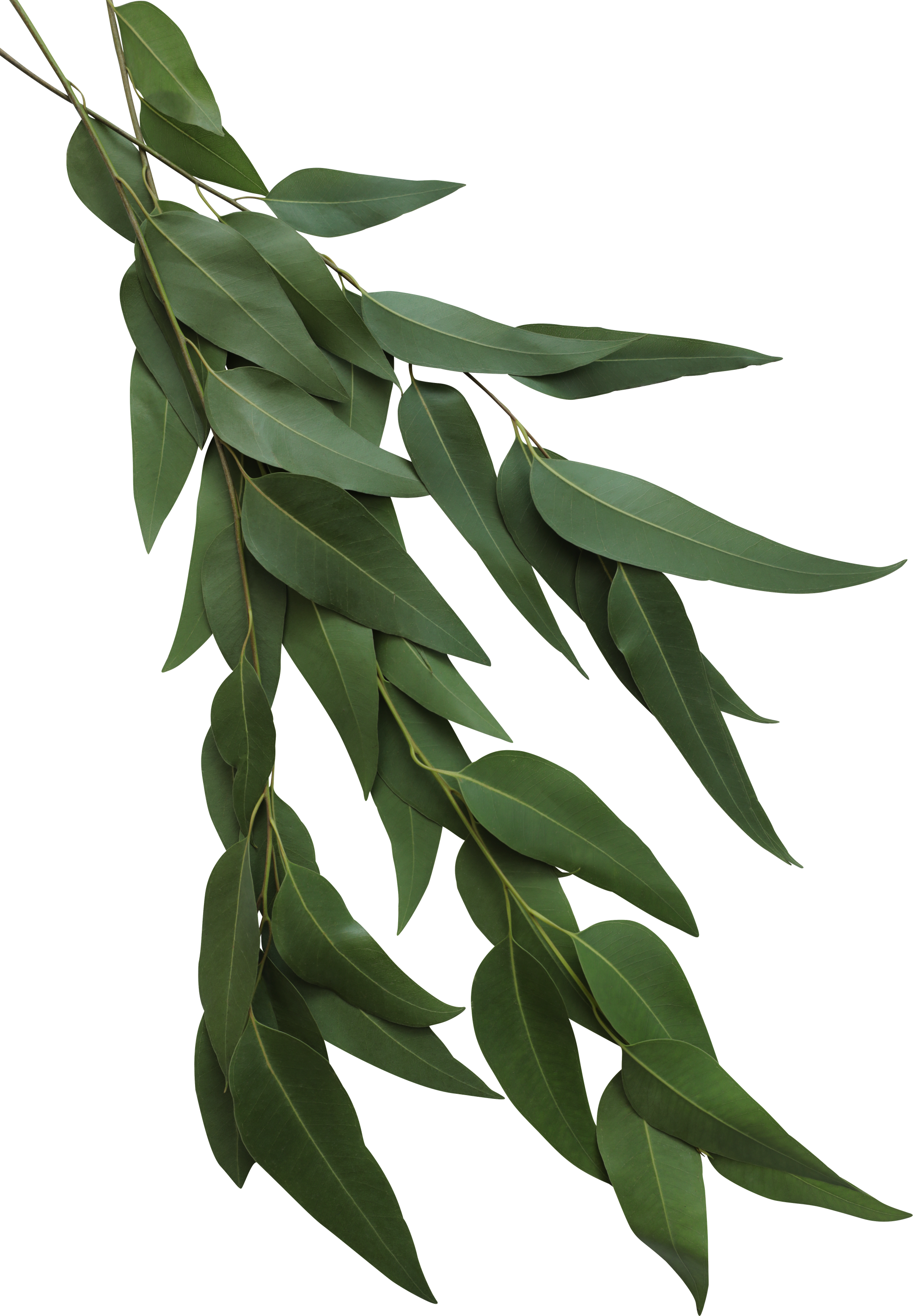 Eucalyptus Leaf Branch Cutout